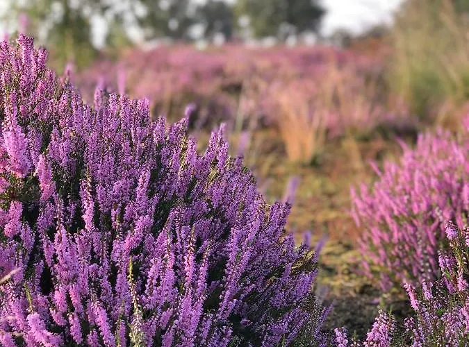 Couette-café Mir Lo In Adults Only