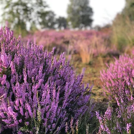 Bed & Breakfast Mir Lo In Adults Only